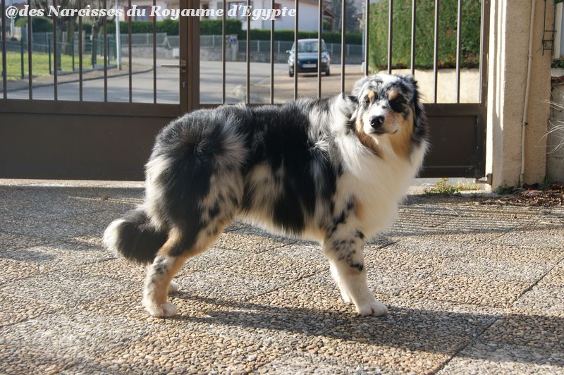 Publication : Des Narcisses Du Royaume D'egypte Auteur : Alicia Roques