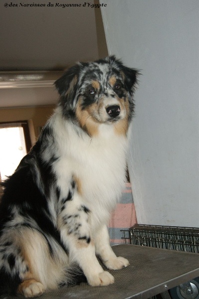 Publication : Des Narcisses Du Royaume D'egypte Auteur : Alicia Roques