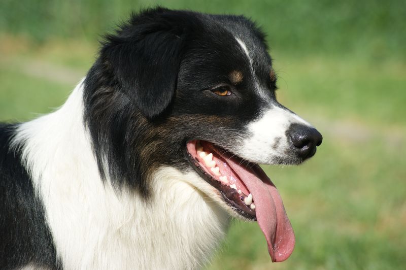 Publication : Des Narcisses Du Royaume D'egypte Auteur : Aurélie J.Soulas