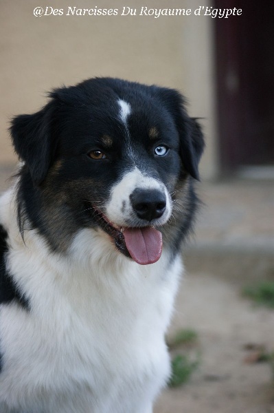 Publication : Des Narcisses Du Royaume D'egypte Auteur : Aurélie J.Soulas