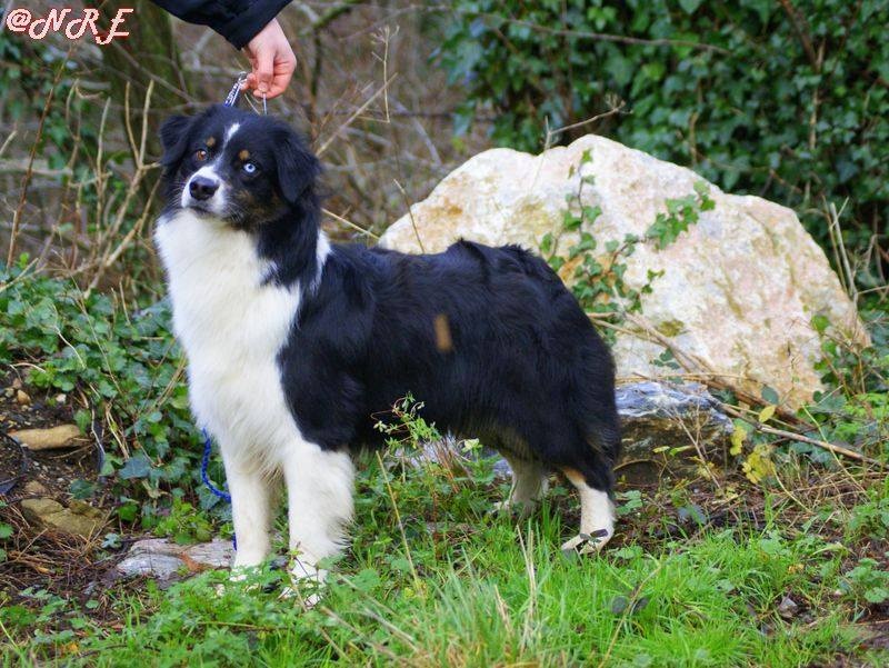 Publication : Des Narcisses Du Royaume D'egypte Auteur : Aurélie J.Soulas