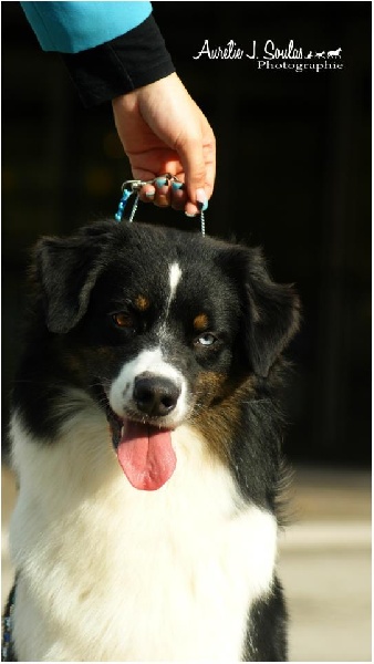 Publication : Des Narcisses Du Royaume D'egypte Auteur : Aurélie J.Soulas