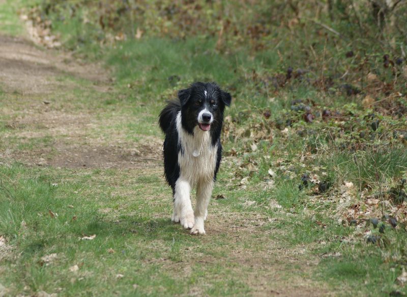 Publication : Des Narcisses Du Royaume D'egypte Auteur : Aurélie J.Soulas