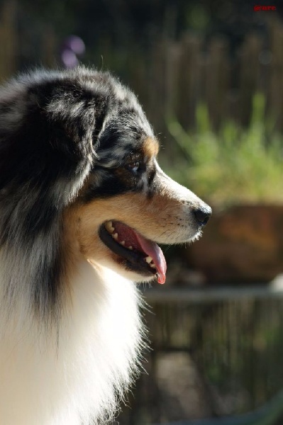 Publication : Des Narcisses Du Royaume D'egypte Auteur : Alicia Roques