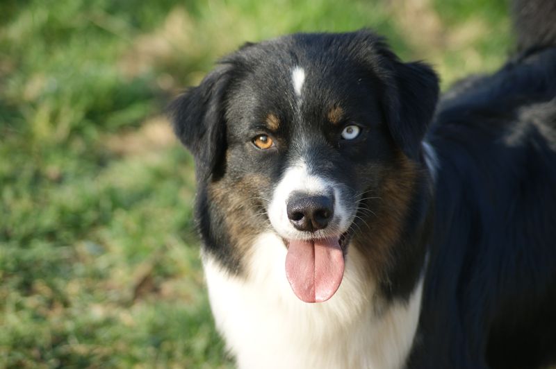 Publication : Des Narcisses Du Royaume D'egypte Auteur : Aurélie J.Soulas