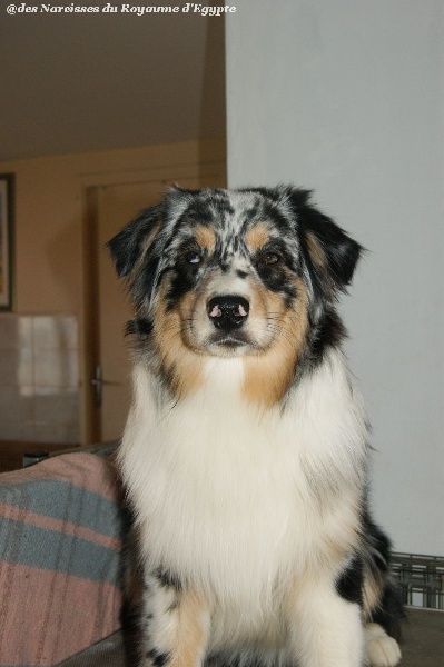 Publication : Des Narcisses Du Royaume D'egypte Auteur : Alicia Roques