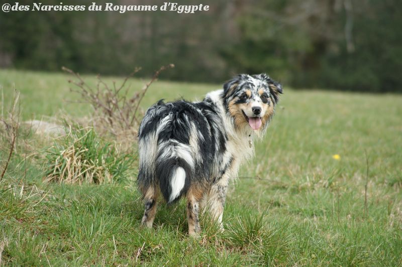 Publication : Des Narcisses Du Royaume D'egypte Auteur : Alicia Roques