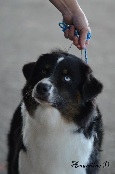 Publication : Des Narcisses Du Royaume D'egypte Auteur : Aurélie J.Soulas