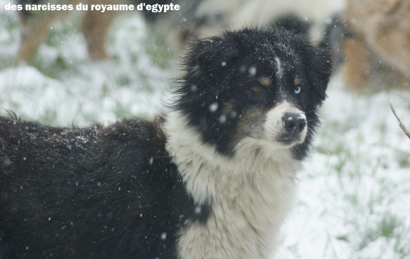 Publication : Des Narcisses Du Royaume D'egypte Auteur : Aurélie J.Soulas