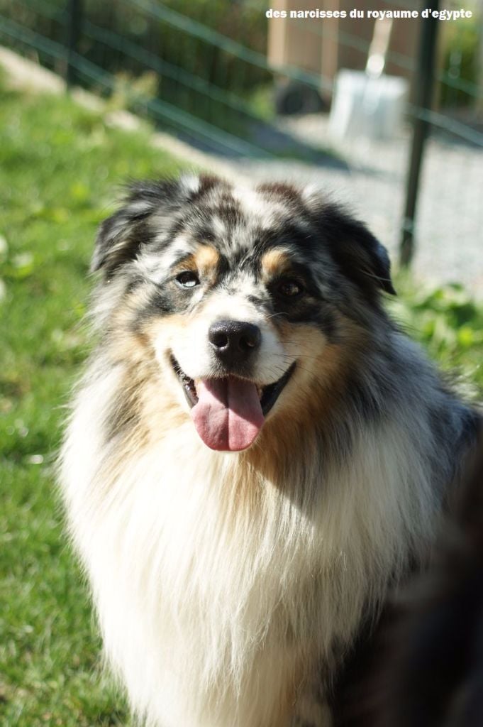 Publication : Des Narcisses Du Royaume D'egypte Auteur : Alicia Roques