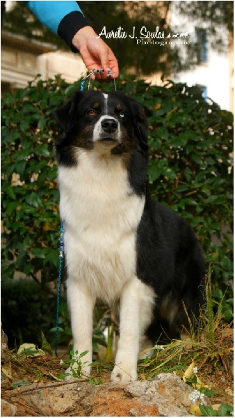 Publication : Des Narcisses Du Royaume D'egypte Auteur : Aurélie J.Soulas