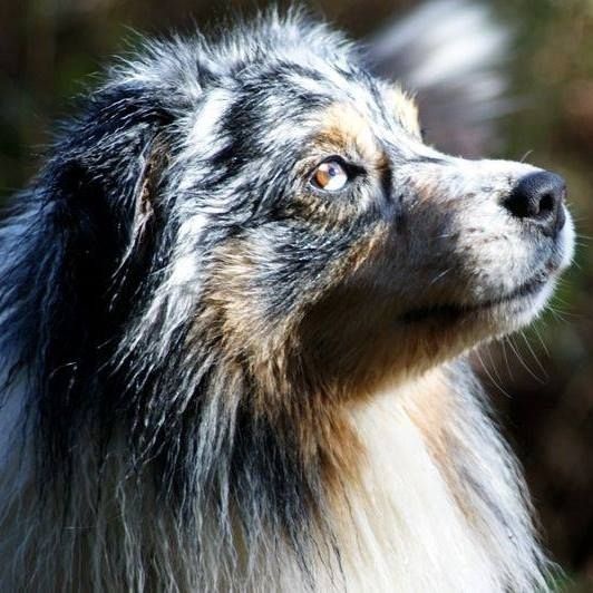 Publication : Des Narcisses Du Royaume D'egypte Auteur : Alicia Roques