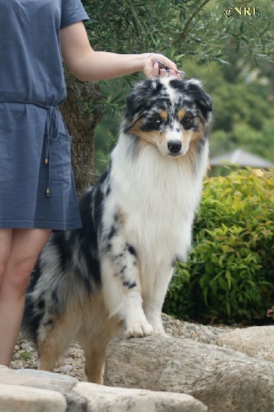 Publication : Des Narcisses Du Royaume D'egypte Auteur : Alicia Roques