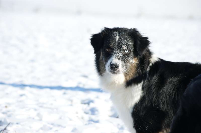 Publication : Des Narcisses Du Royaume D'egypte Auteur : Aurélie J.Soulas
