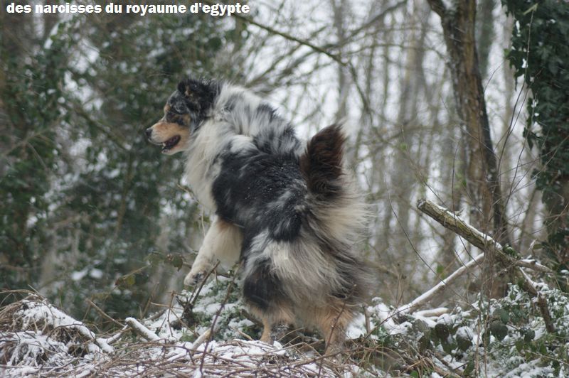 Publication : Des Narcisses Du Royaume D'egypte Auteur : Alicia Roques