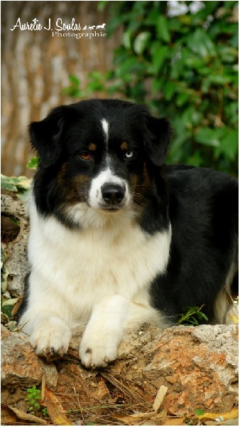 Publication : Des Narcisses Du Royaume D'egypte Auteur : Aurélie J.Soulas