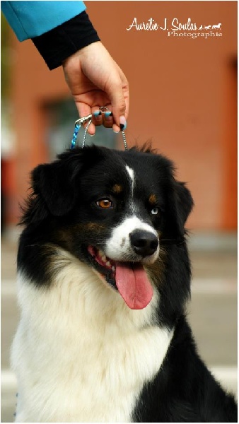 Publication : Des Narcisses Du Royaume D'egypte Auteur : Aurélie J.Soulas