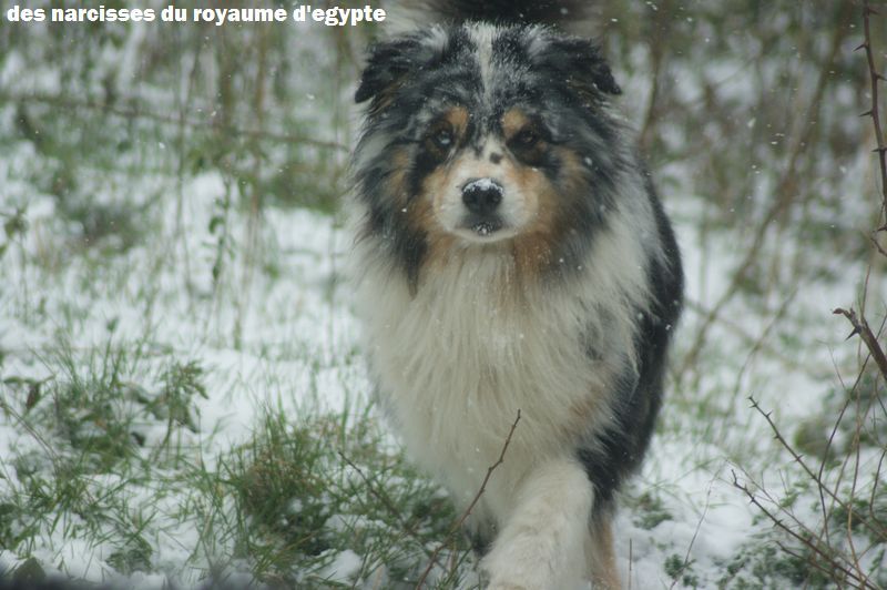 Publication : Des Narcisses Du Royaume D'egypte Auteur : Alicia Roques