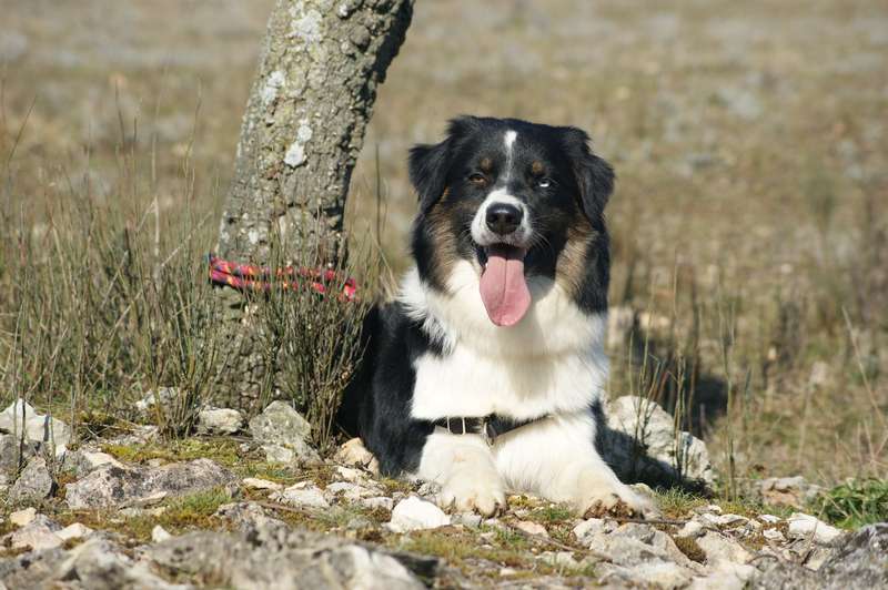 Publication : Des Narcisses Du Royaume D'egypte Auteur : Aurélie J.Soulas