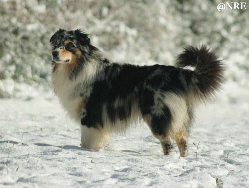 Publication : Des Narcisses Du Royaume D'egypte Auteur : Alicia Roques