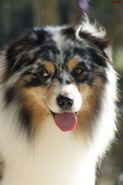 Publication : Des Narcisses Du Royaume D'egypte Auteur : Alicia Roques