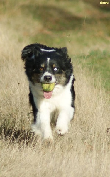 Publication : Des Narcisses Du Royaume D'egypte Auteur : Aurélie J.Soulas