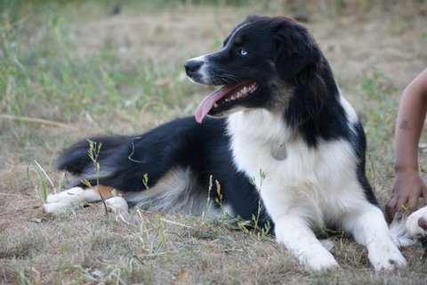 Publication : Des Narcisses Du Royaume D'egypte Auteur : Aurélie J.Soulas