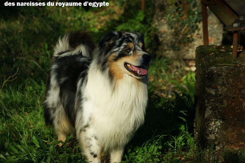 Publication : Des Narcisses Du Royaume D'egypte Auteur : Alicia Roques