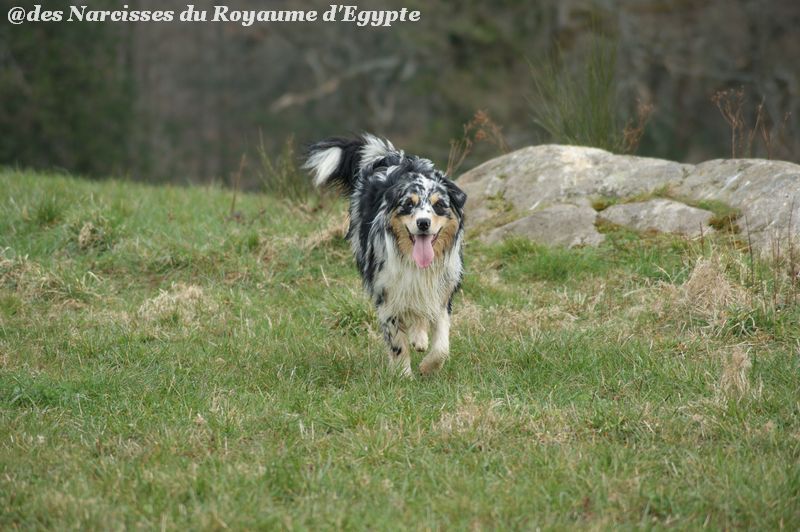 Publication : Des Narcisses Du Royaume D'egypte Auteur : Alicia Roques