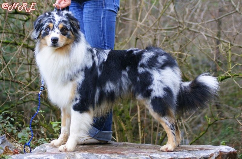 Publication : Des Narcisses Du Royaume D'egypte Auteur : Alicia Roques