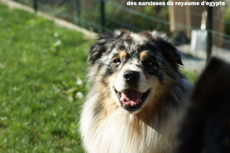 Publication : Des Narcisses Du Royaume D'egypte Auteur : Alicia Roques