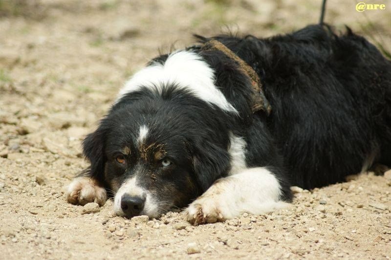 Publication : Des Narcisses Du Royaume D'egypte Auteur : Aurélie J.Soulas