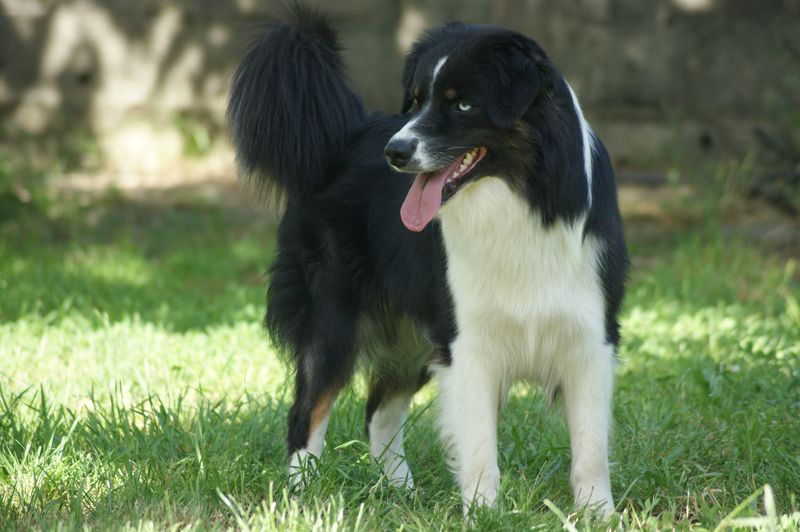 Publication : Des Narcisses Du Royaume D'egypte Auteur : Aurélie J.Soulas