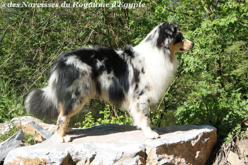 Publication : Des Narcisses Du Royaume D'egypte Auteur : Alicia Roques