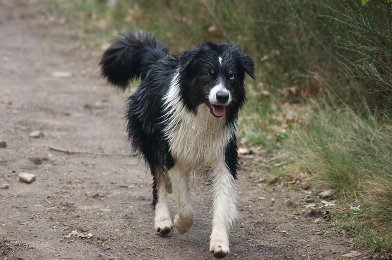 Publication : Des Narcisses Du Royaume D'egypte Auteur : Aurélie J.Soulas