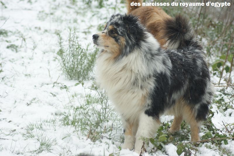 Publication : Des Narcisses Du Royaume D'egypte Auteur : Alicia Roques