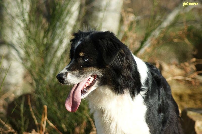 Publication : Des Narcisses Du Royaume D'egypte Auteur : Aurélie J.Soulas