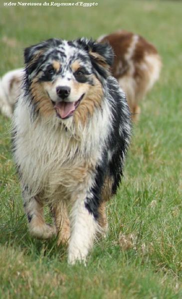 Publication : Des Narcisses Du Royaume D'egypte Auteur : Alicia Roques