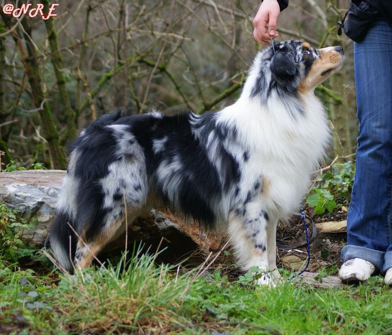 Publication : Des Narcisses Du Royaume D'egypte Auteur : Alicia Roques