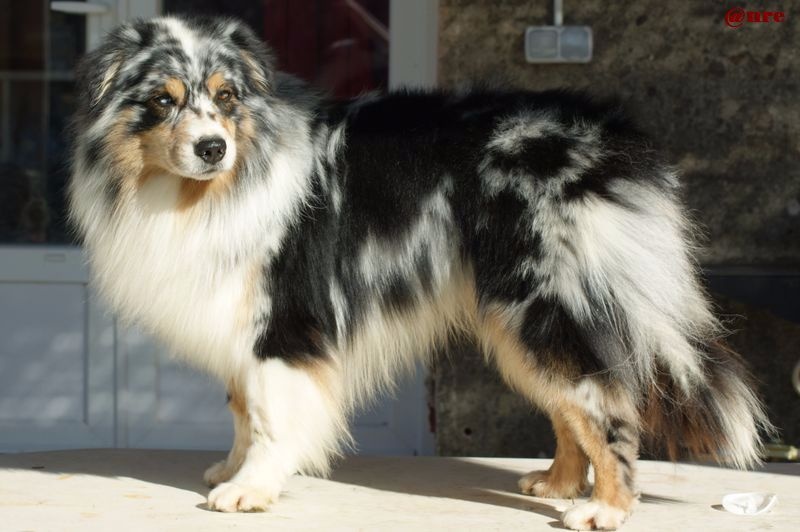 Publication : Des Narcisses Du Royaume D'egypte Auteur : Alicia Roques