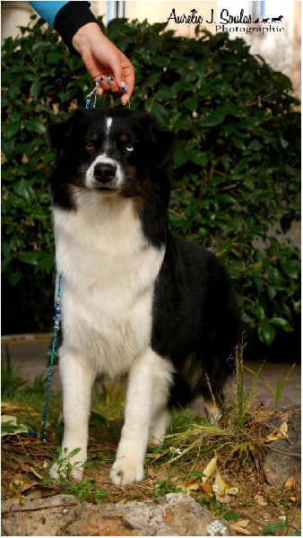 Publication : Des Narcisses Du Royaume D'egypte Auteur : Aurélie J.Soulas