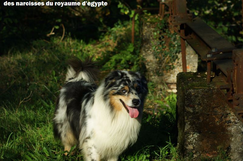 Publication : Des Narcisses Du Royaume D'egypte Auteur : Alicia Roques