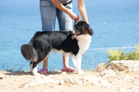 Publication : Des Narcisses Du Royaume D'egypte Auteur : Aurélie J.Soulas