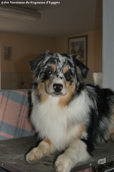 Publication : Des Narcisses Du Royaume D'egypte Auteur : Alicia Roques