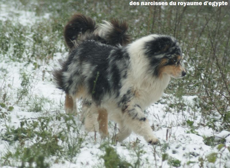 Publication : Des Narcisses Du Royaume D'egypte Auteur : Alicia Roques