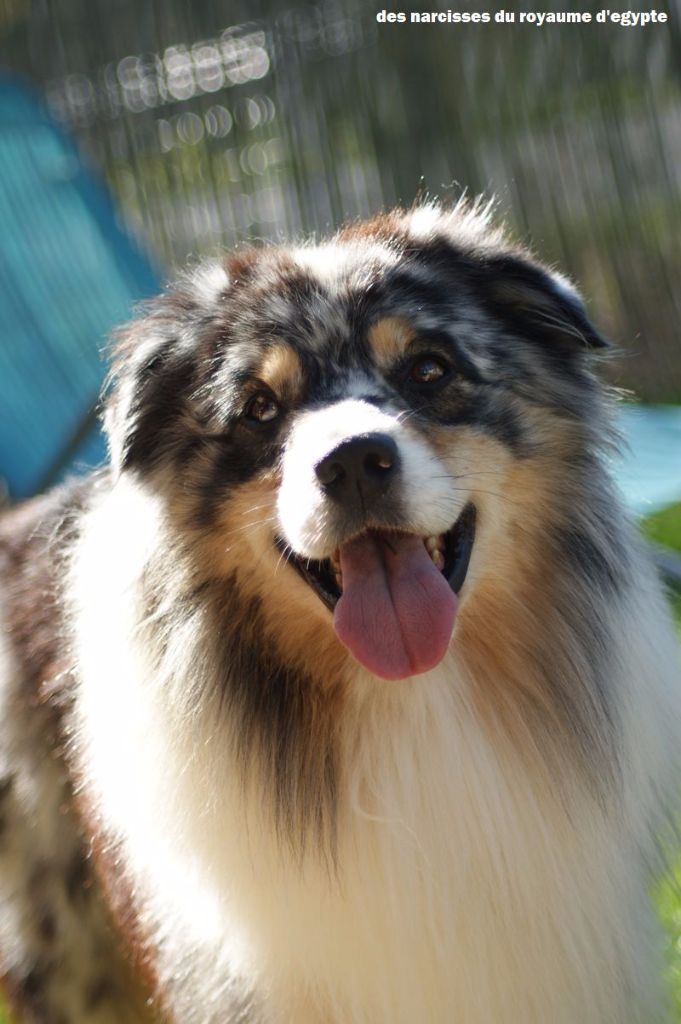 Publication : Des Narcisses Du Royaume D'egypte Auteur : Alicia Roques