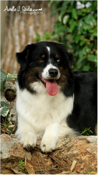 Publication : Des Narcisses Du Royaume D'egypte Auteur : Aurélie J.Soulas