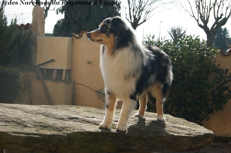 Publication : Des Narcisses Du Royaume D'egypte Auteur : Alicia Roques