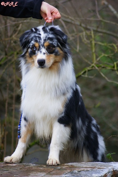 Publication : Des Narcisses Du Royaume D'egypte Auteur : Alicia Roques