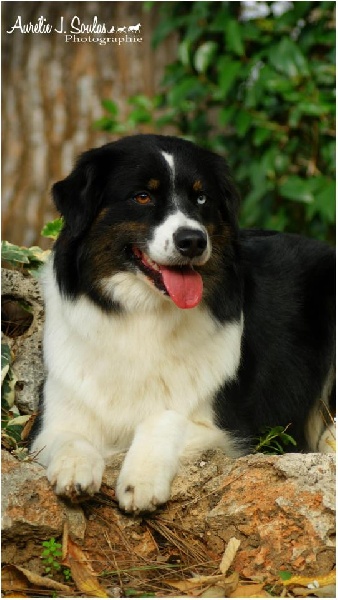 Publication : Des Narcisses Du Royaume D'egypte Auteur : Aurélie J.Soulas